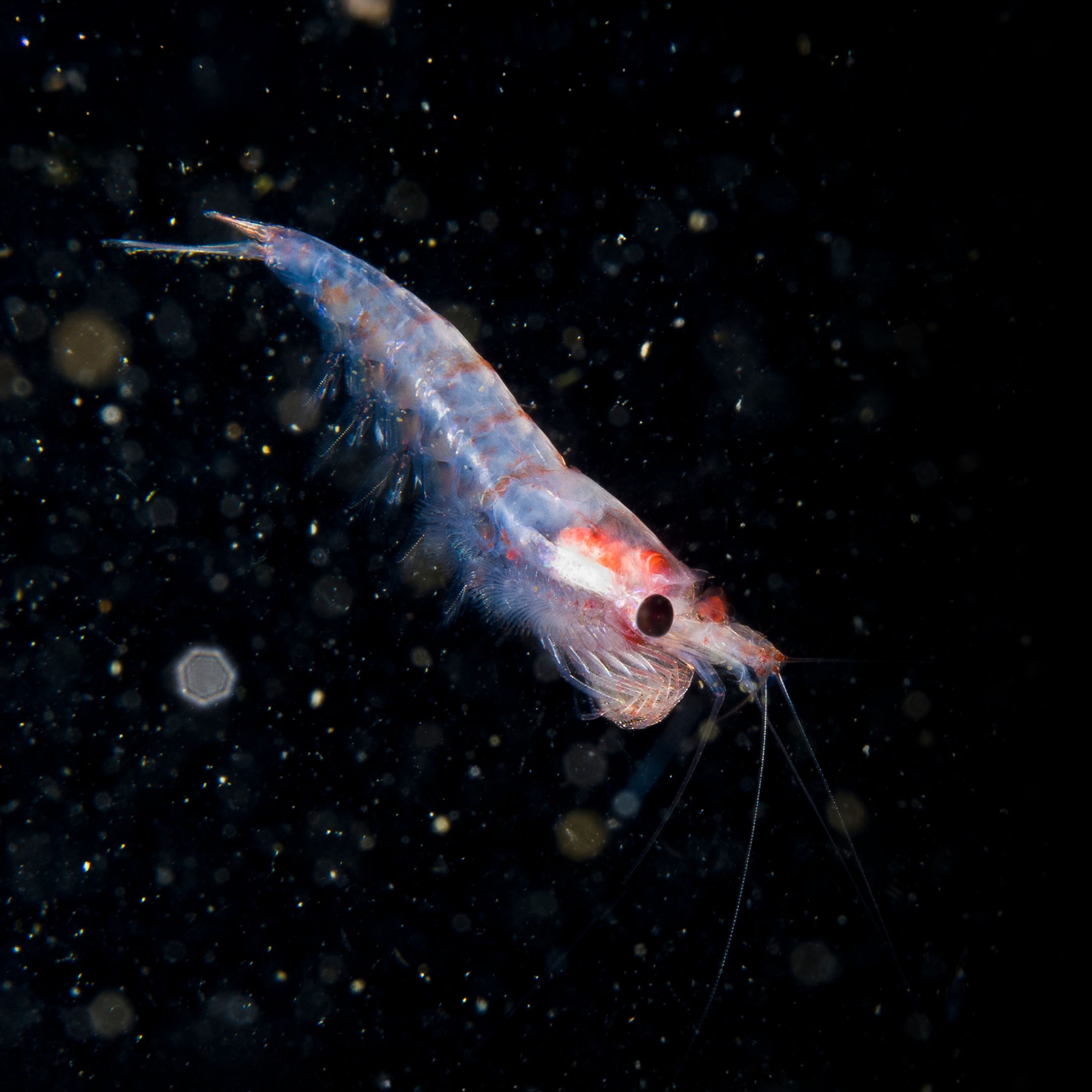 krill